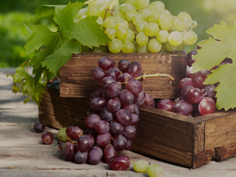 Produtores de uva de mesa do Oeste e Ribatejo criam OP